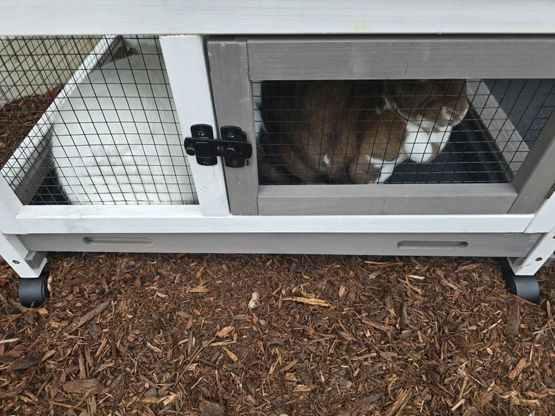 New bunny hutch
