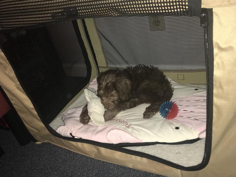 Took pup to work and look what mat we had!!