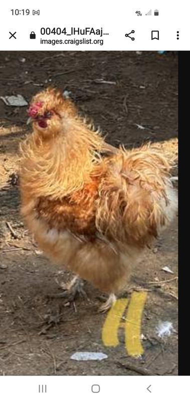 Always a frizzle day!