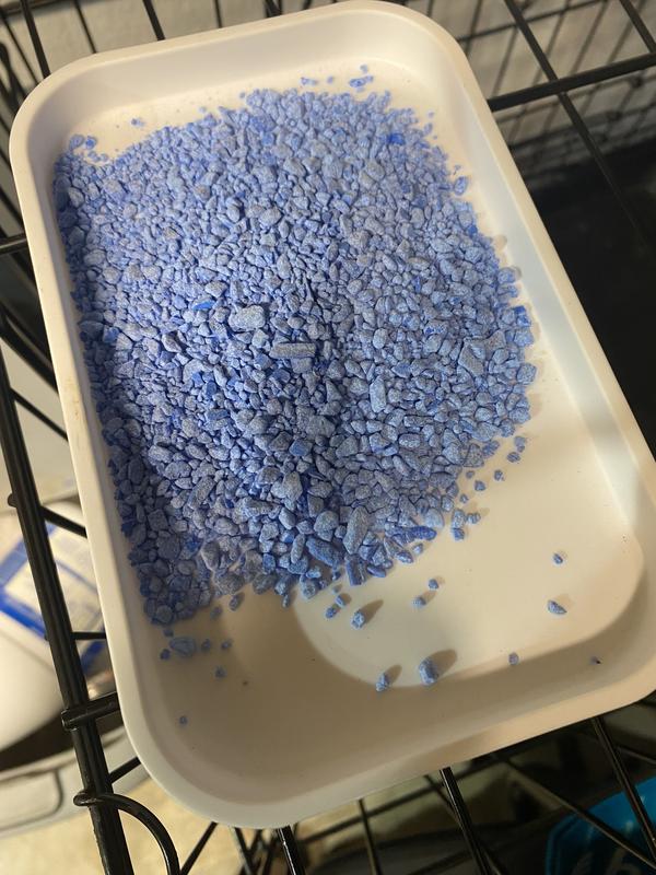 No dead flies ??????