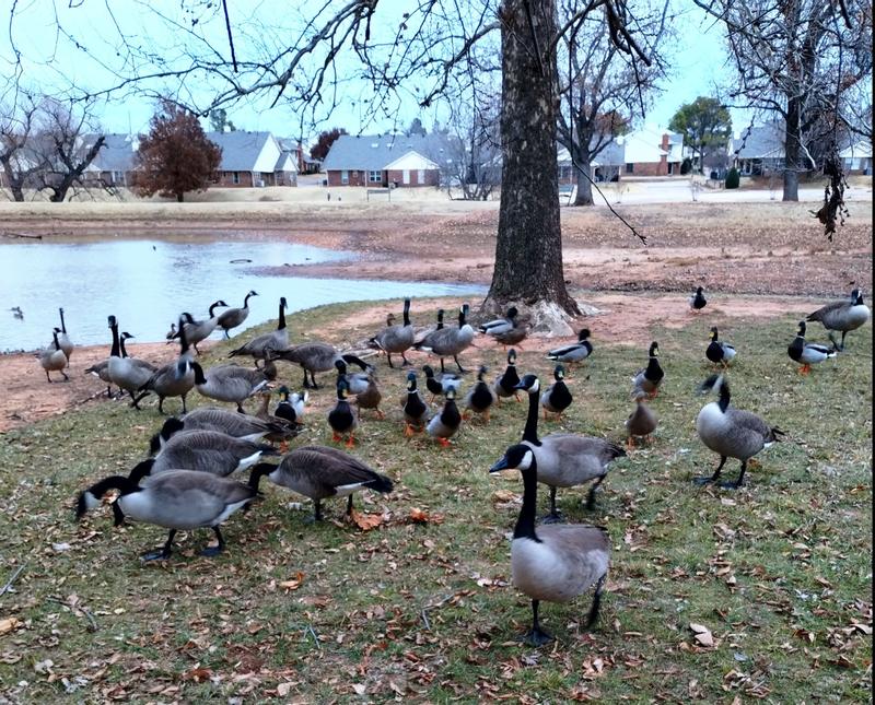Mazuri Waterfowl Maintenance Pelleted Duck and Geese Food, 50 lb. Bag ...