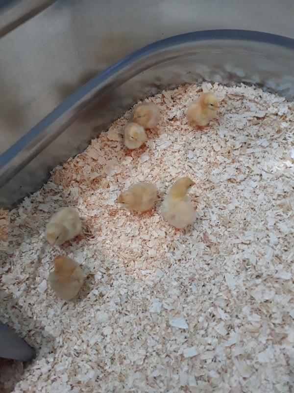Baby Chicks