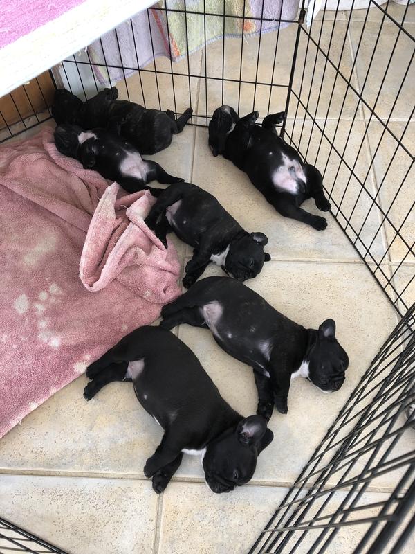 Full bellies all around