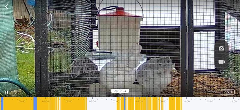 Fluffy butts happily eating