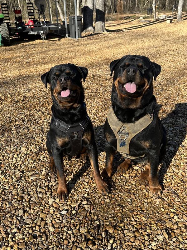 My boys Jasper & Jake