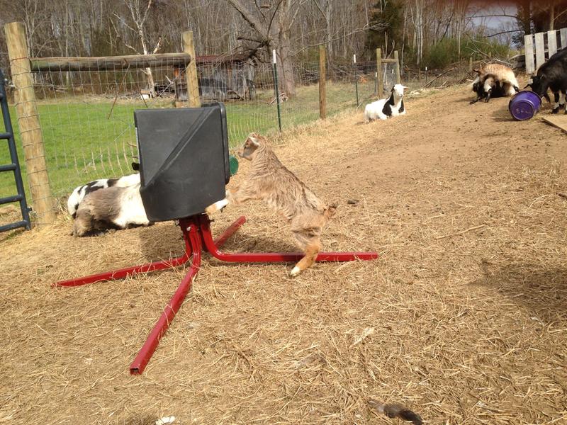 5 week old Myotonic able to use!