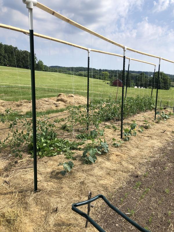 Holding up tomatoes and cucumbers.