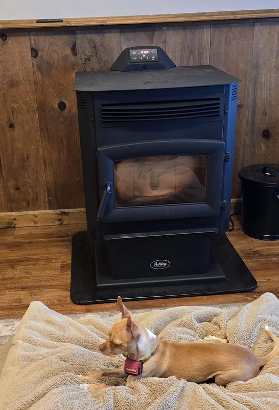 Dog likes it