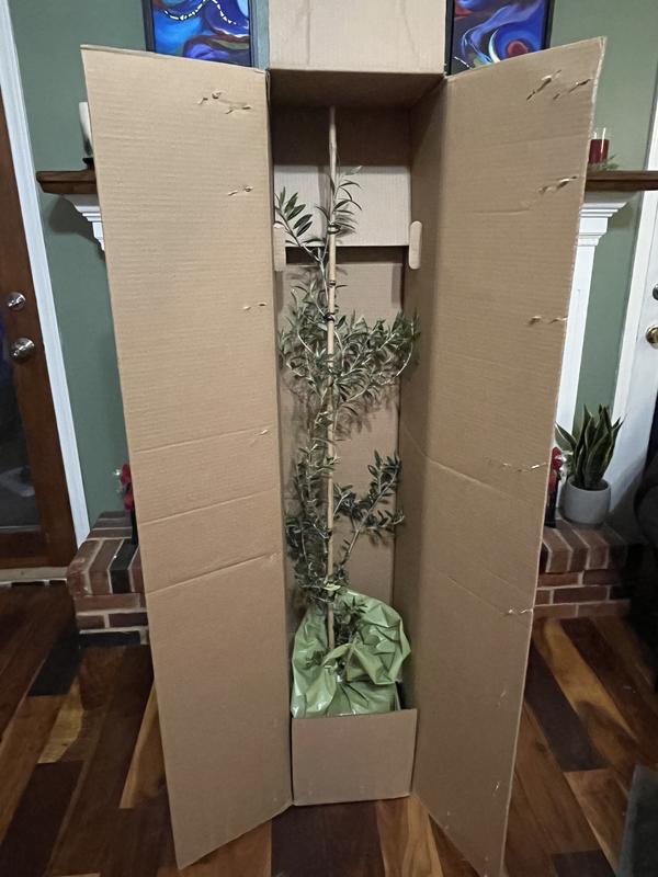 Well packaged so it did not lose dirt.