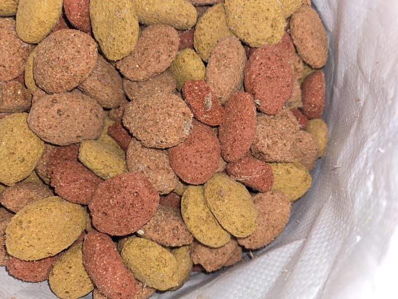 Miller moths in treats, all those holes in treats are from bugs