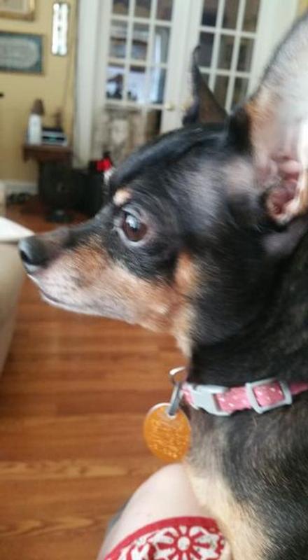 Snickers (Shorkey) and T9c (chihuahua)