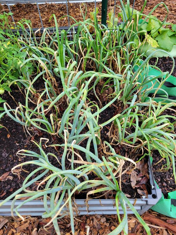 1st photo 2/22/25, 2nd 6/3/25.