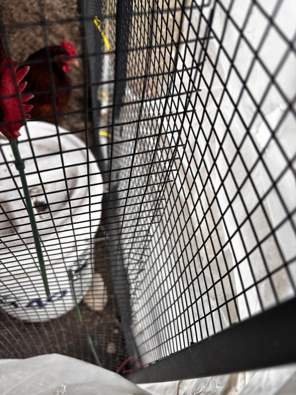 Mesh came off frame on larger side of run