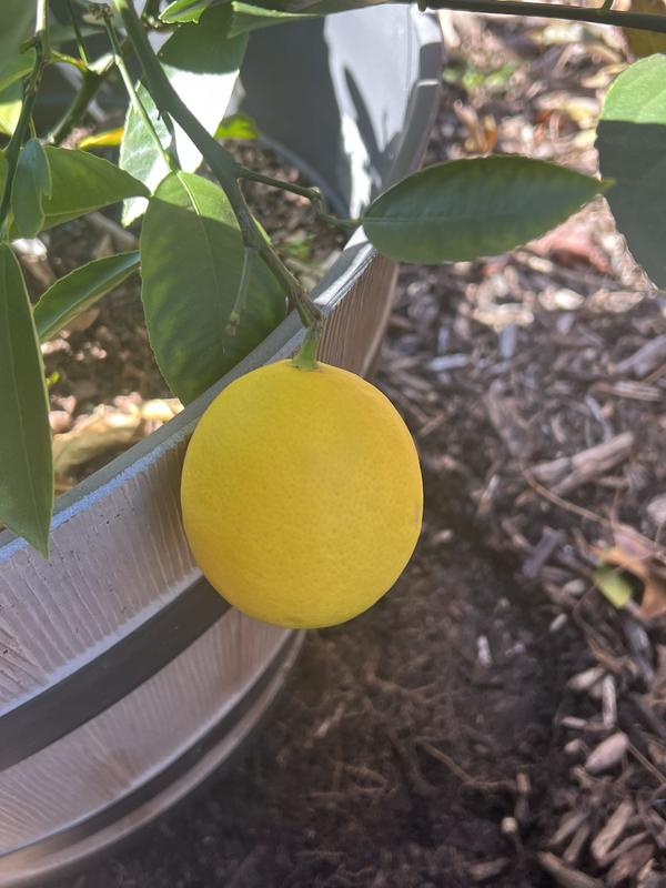 Covered Meyers Lemon Trees, protection from the frost.