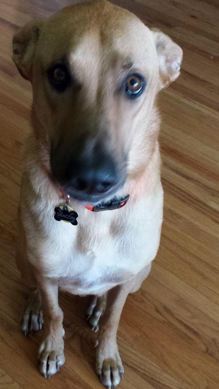 Nature's Miracle Skunk Odor Remover and Neutralizing Formula Shampoo