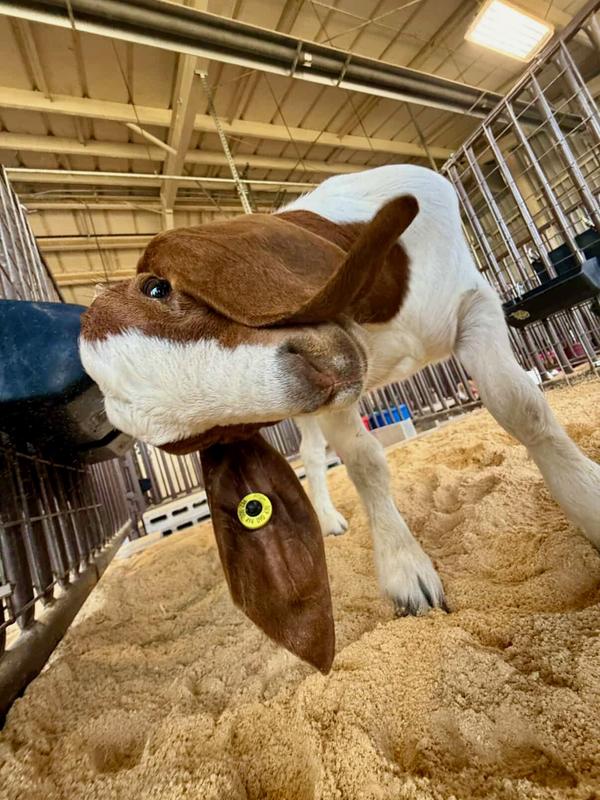 Daisey ASTA FFA O’Connor