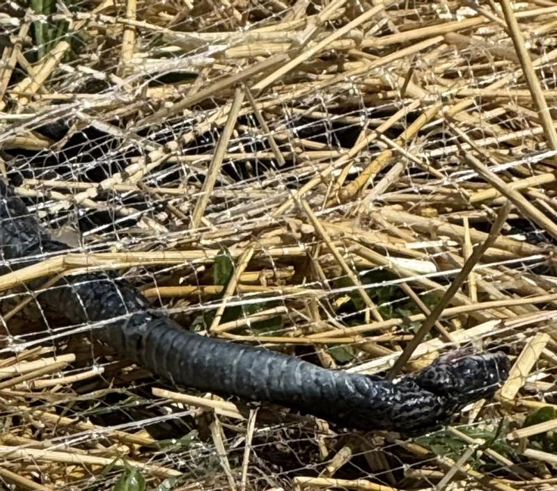 Snake is dead