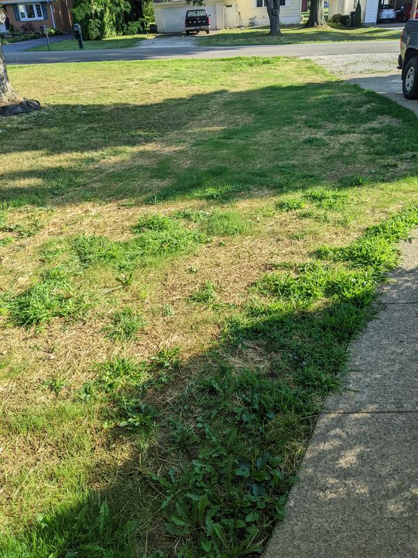 2 weeks after laying