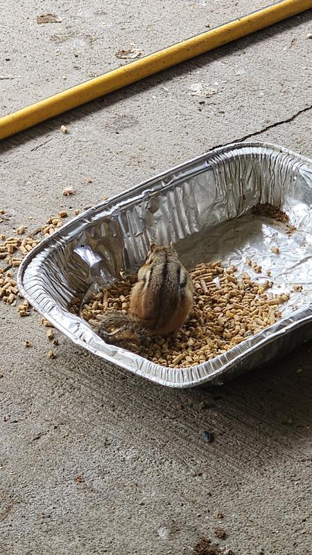 Even the chipmunks jump in