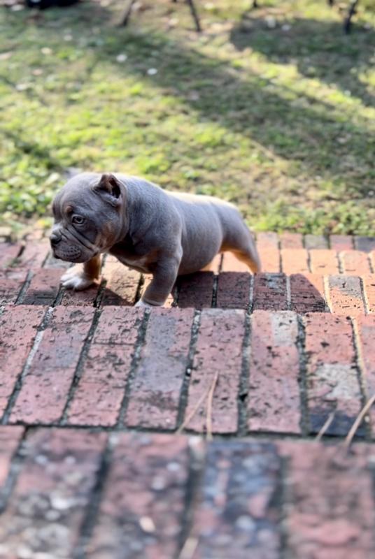 Barkboyz_Bullycamp on IG