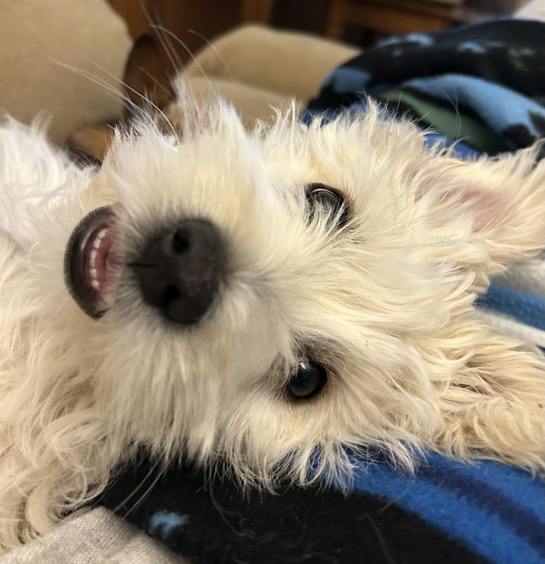 Puppy aka Baby Shark