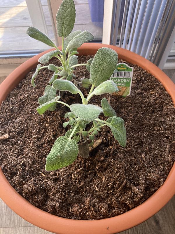 Two happy little sage plants
