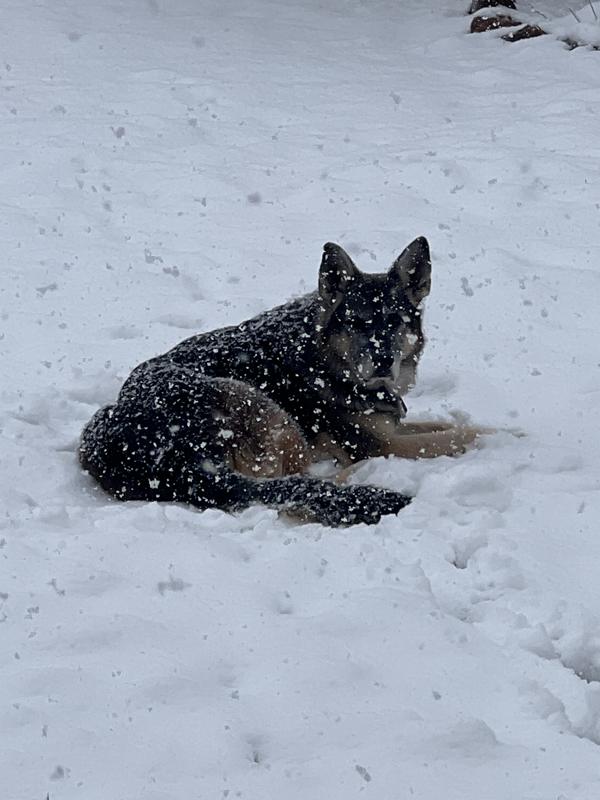 Gypsy in a snowstorm
