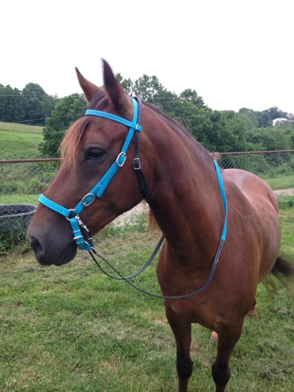 Brahma headstall and reins (Noseband and curb purchased separately, different brand)