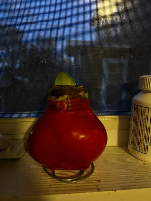 Beginning to grow after 1 week of opening.