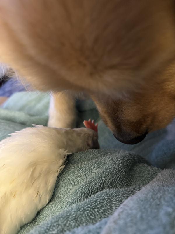 Watching him sleep at 2 months.