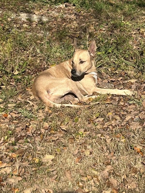 Boomer surveying his domain.