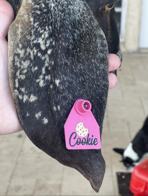 Custom ear tag