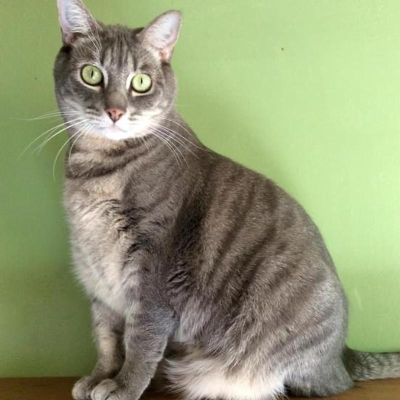 My Yoda who needs Urinary Health