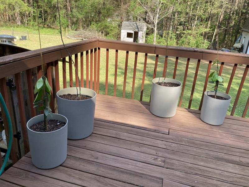 Honey crisp is in the larger pots