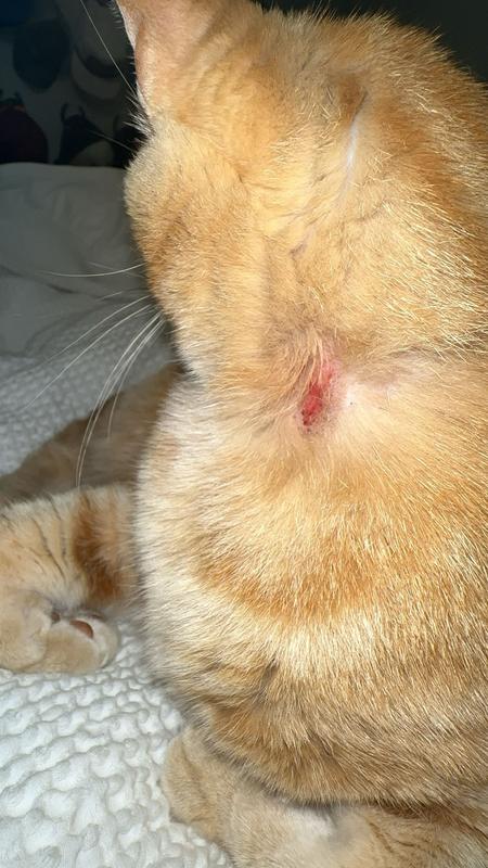 Here is the best picture that I could get of what the collar did to my cat.