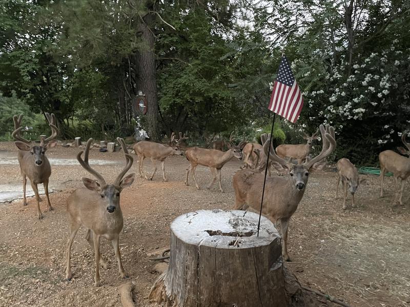 They sure like the corn.