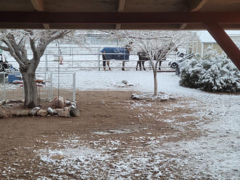 Horses enjoying their blankets in the snow