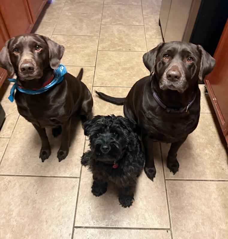 Manners for treats