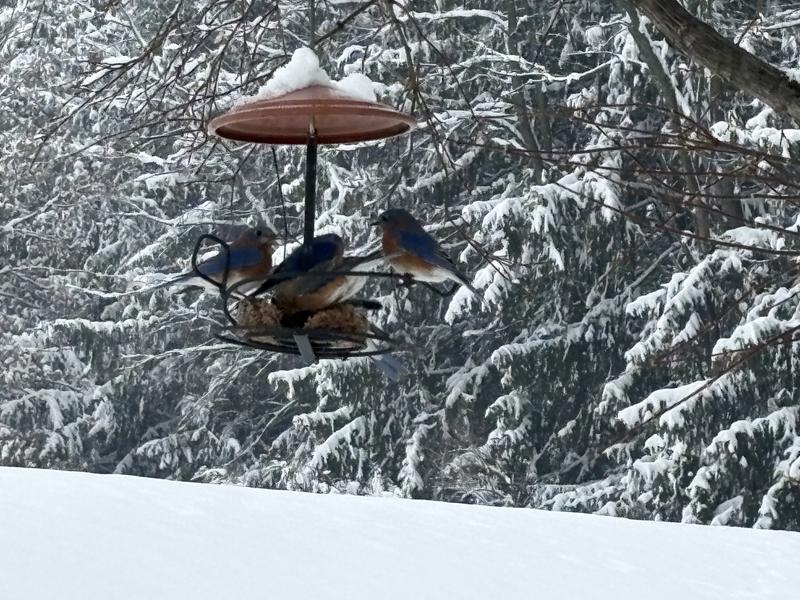 6 bluebirds enjoying suet on cold snowy day!
