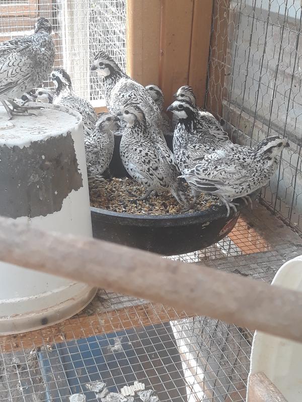 Snowflake bobwhite quail