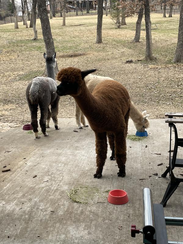 Alpacas enjoying their Mazuri grains.