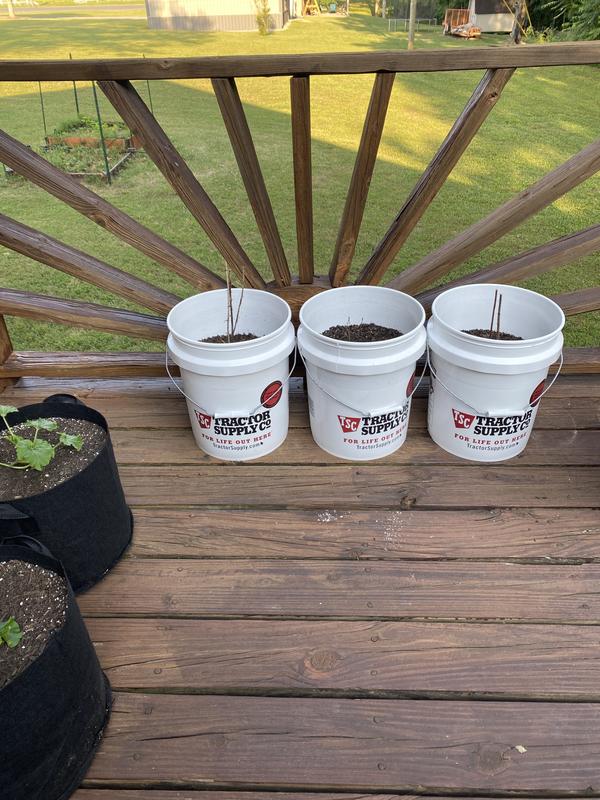 8 weeks, completely dead, never attempted to grow