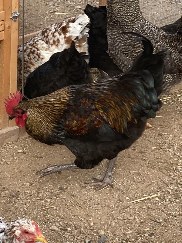 Son of black Pearl / rode island red hen