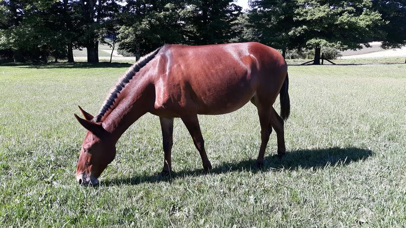 Ginger my 16 yr old Molly Mule!