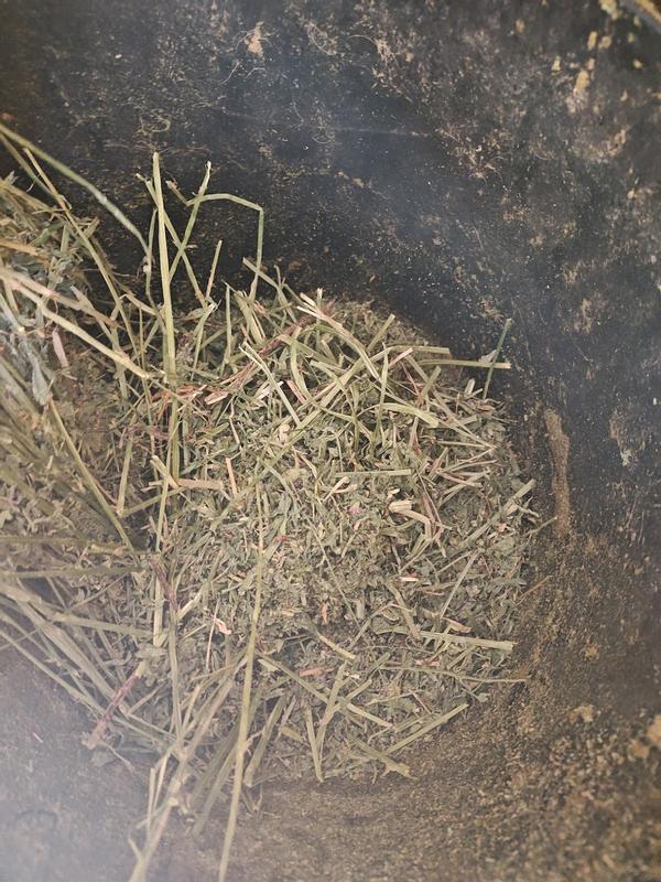 I pour all the extra leaves from the bottom of the hay bag into his dinner bucket and he cleans them up.