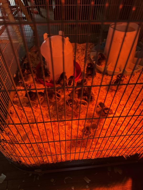 Blue laced gold wyandotte