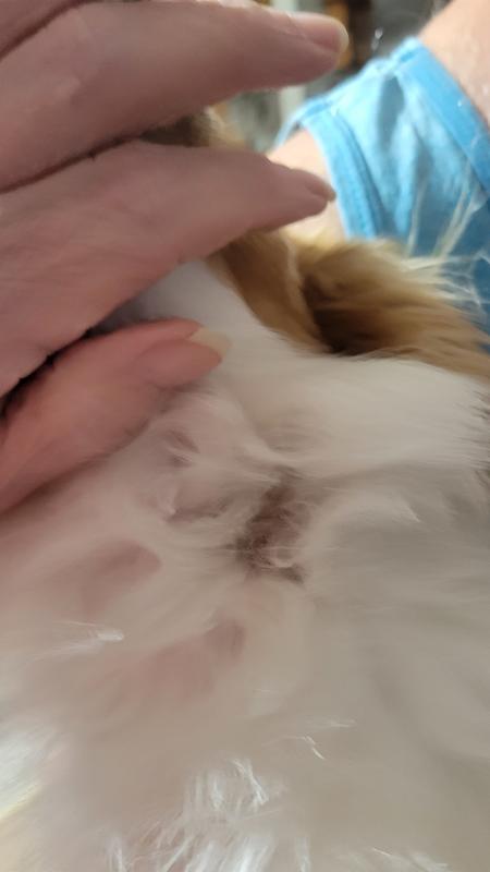 3 dogs and the reactions
