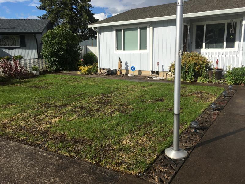 7 days after I reseeding this customers lawn. I was amazed of the grass growth after 7 days!! Amazing