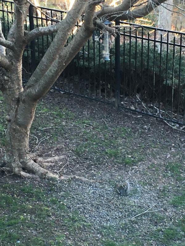 No seed in feeder but plenty on the ground for the squirrels