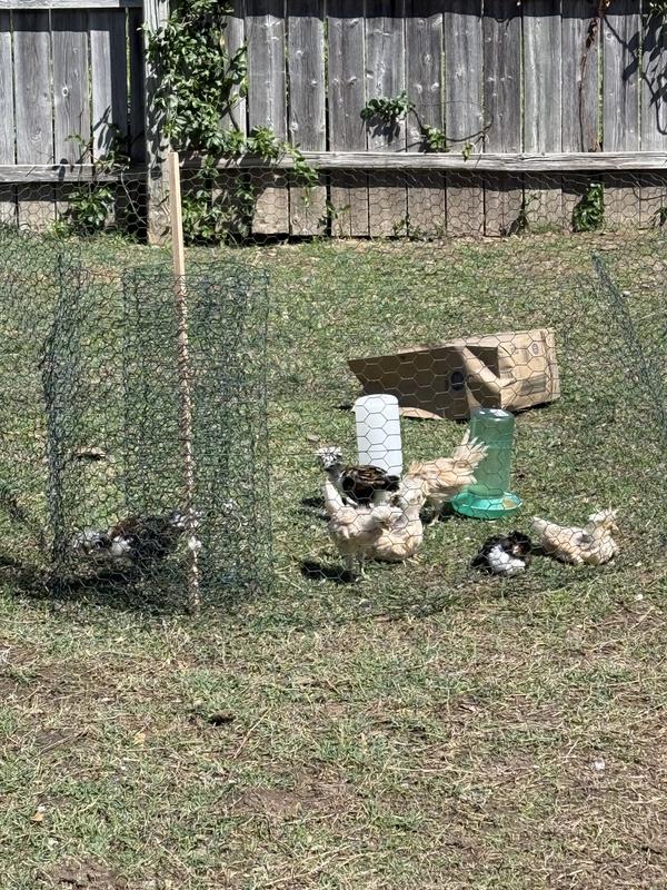 First time outside for these chicks!